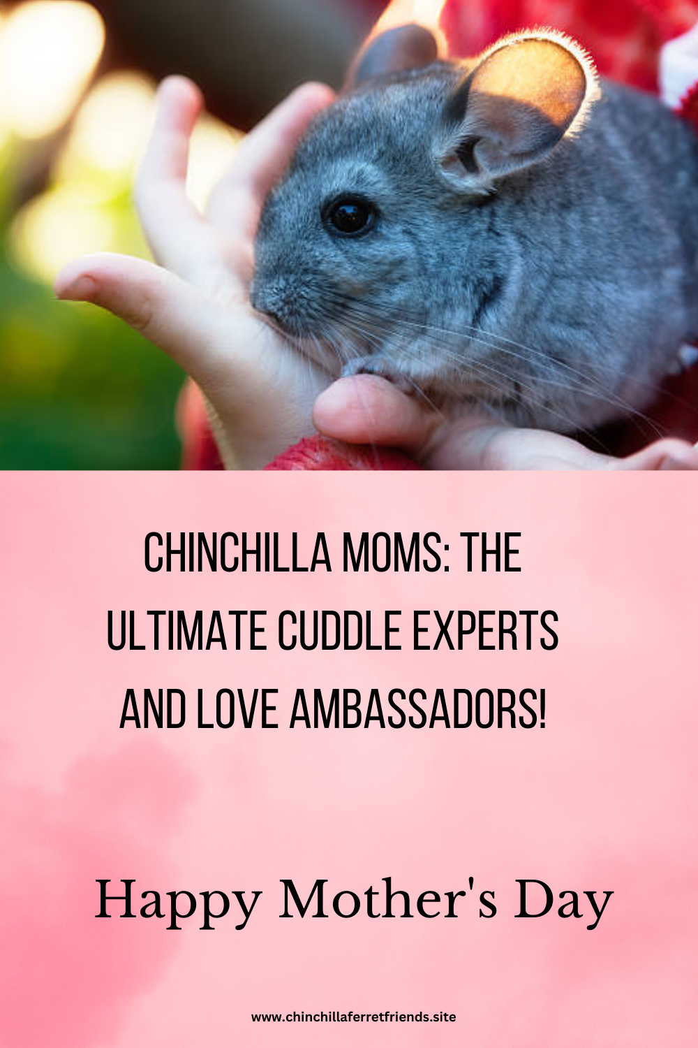 Chinchilla Moms this Mother's Day