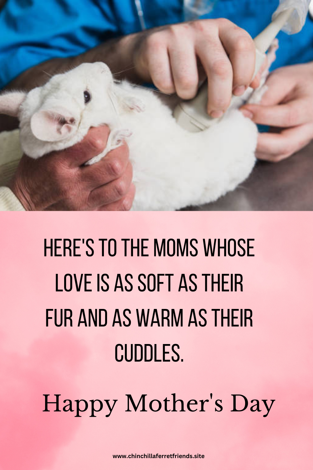 Chinchilla Moms this Mother's Day