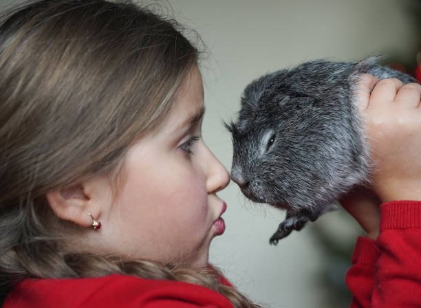Caring for a senior chinchilla