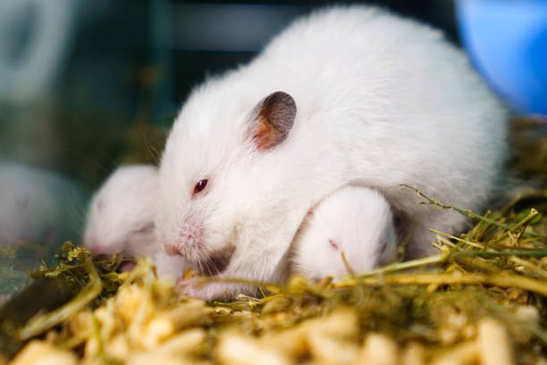 Caring for a senior chinchilla