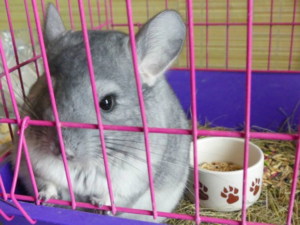 Caring for Senior Chinchillas