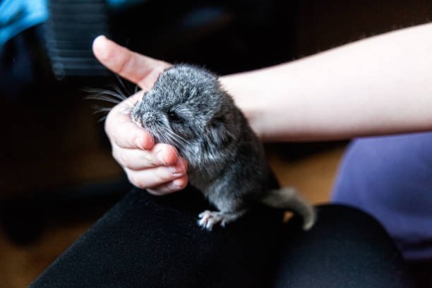 Caring for a senior chinchilla