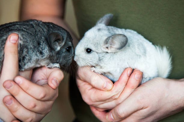 Caring for a senior chinchilla