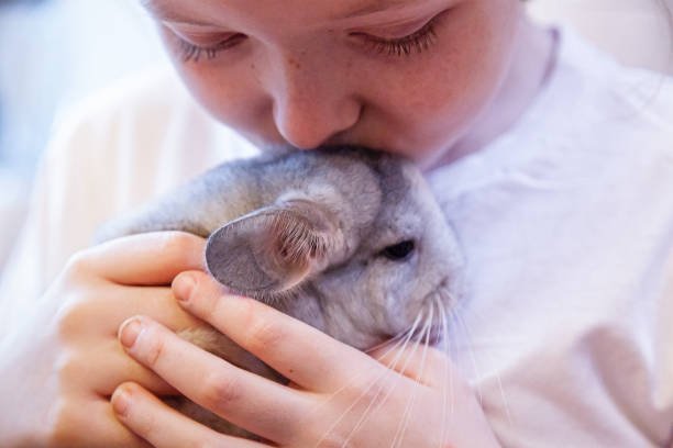 Caring for Senior Chinchillas