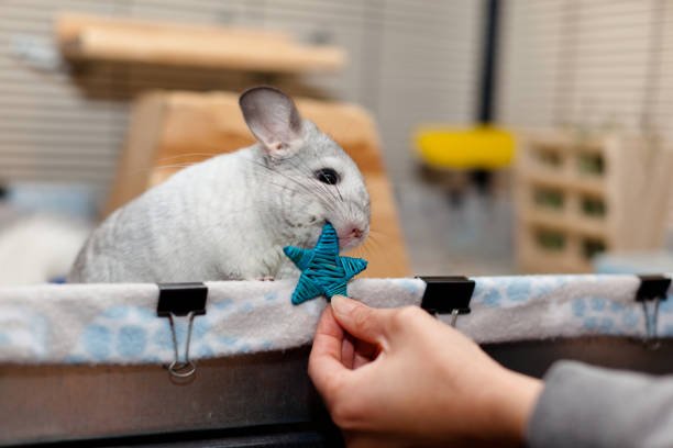 Chinchilla Aging - Caring for Senior Chinchillas