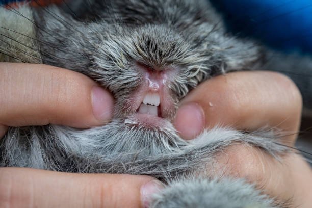 Caring for a senior chinchilla