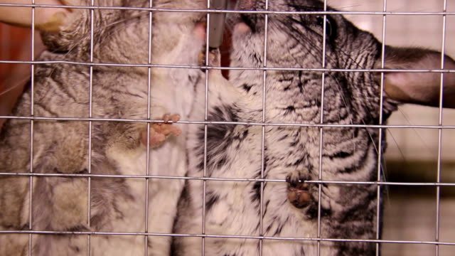 senior chinchilla care guide