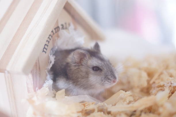 Caring for a senior chinchilla