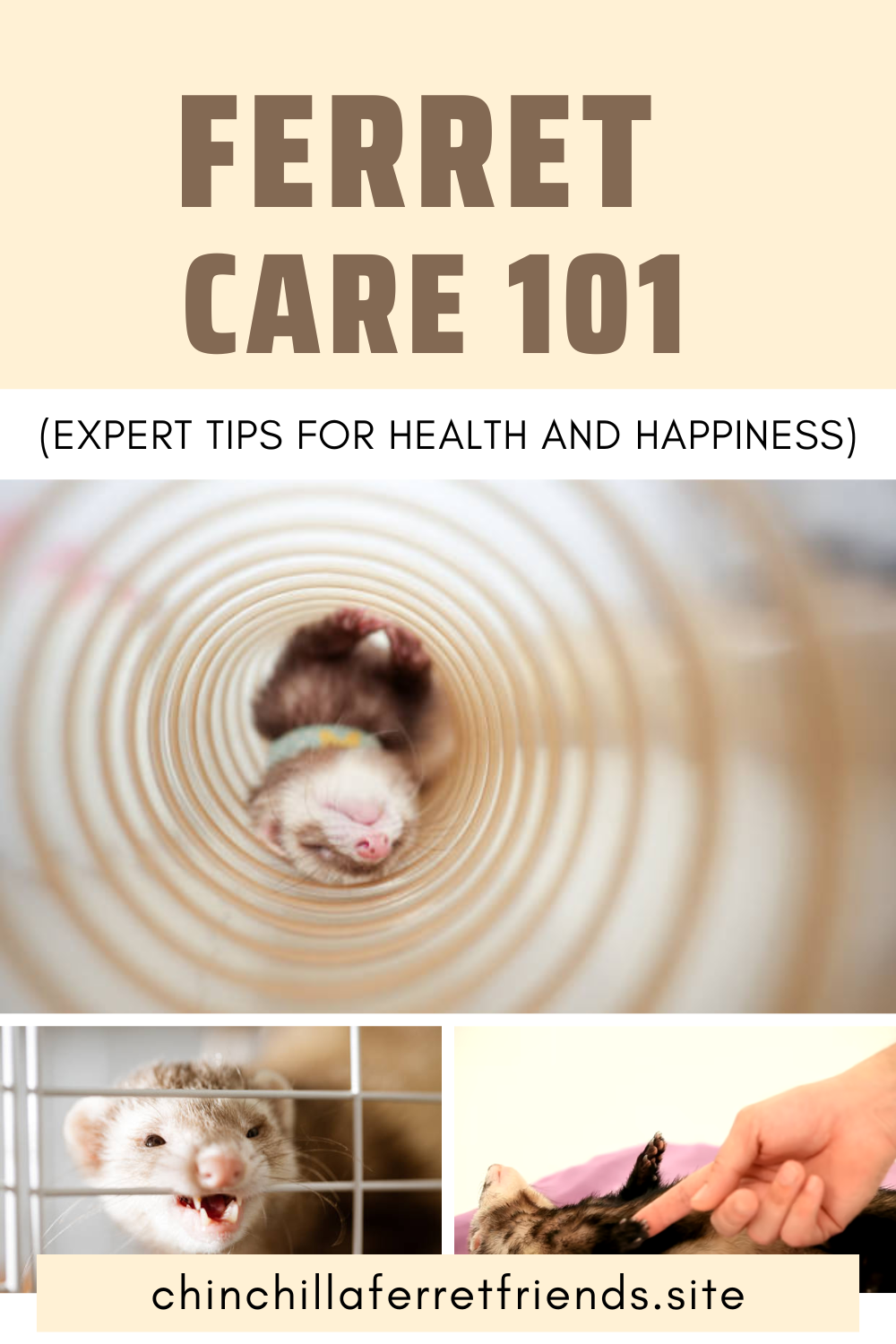 Ferret
Care 101