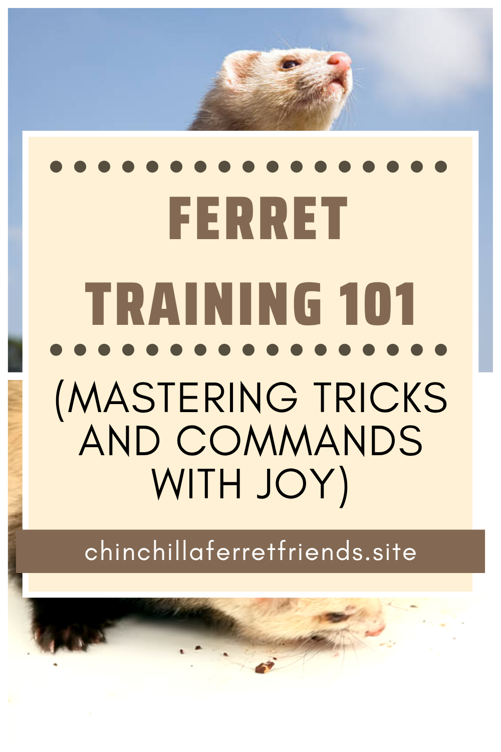 Ferret Training 101