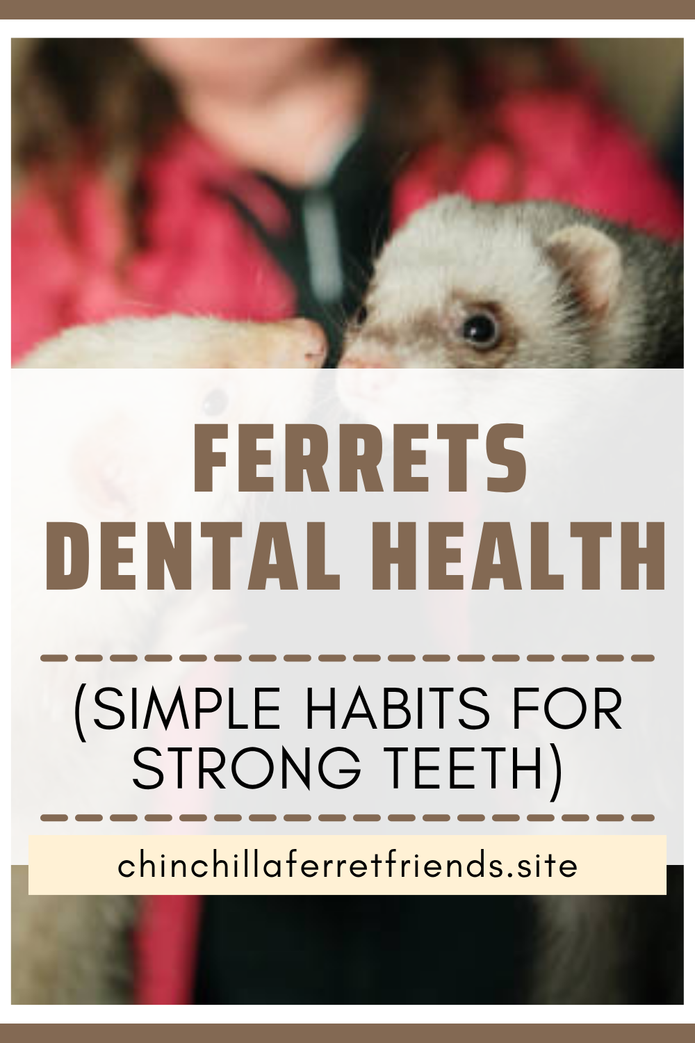 Ferrets Dental Health