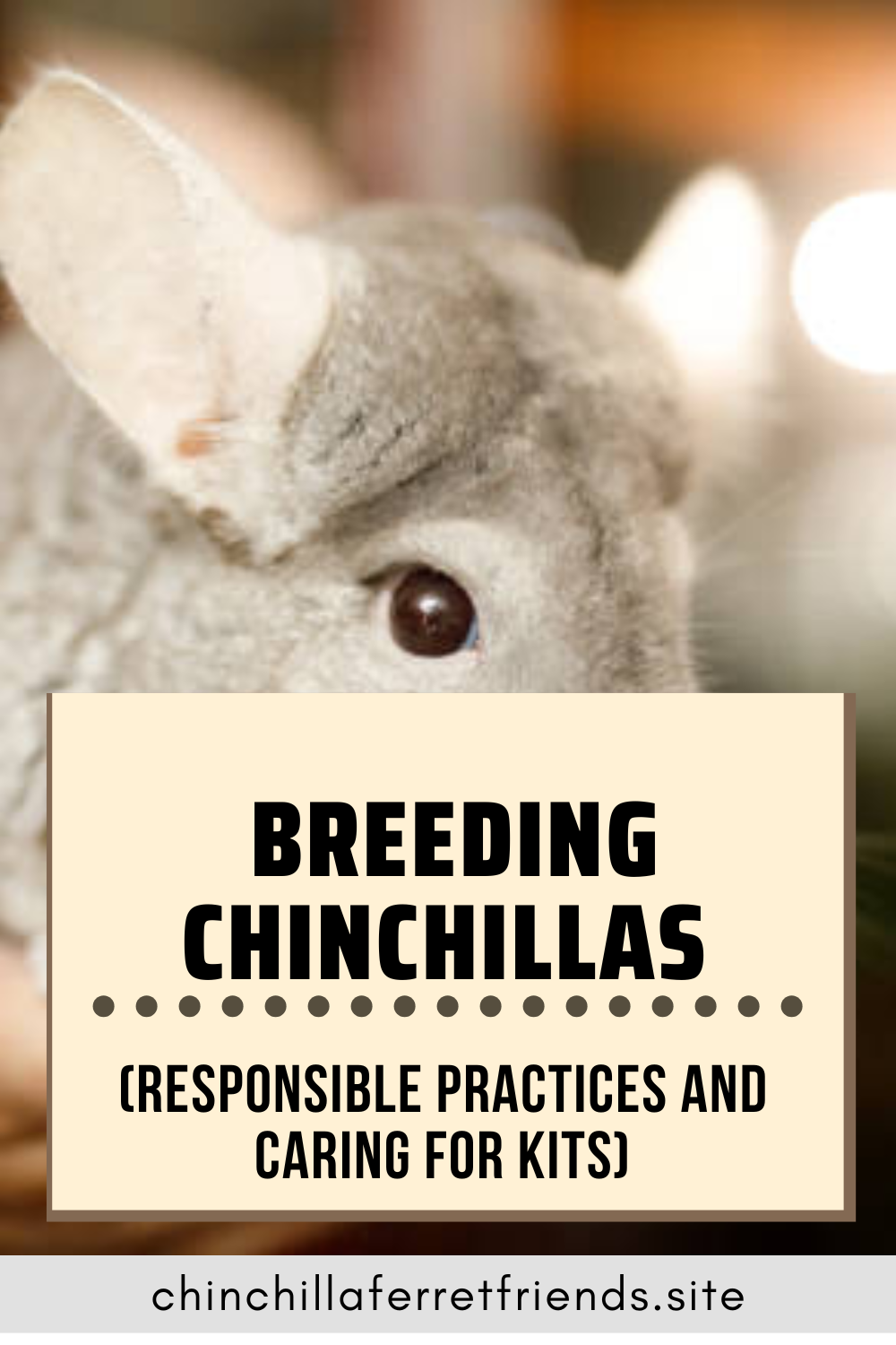 Breeding Chinchillas
