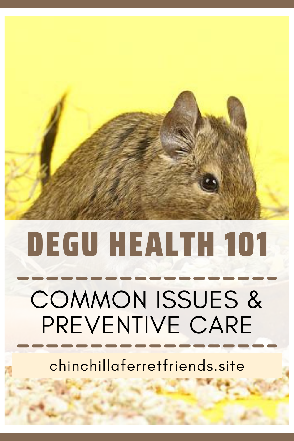 degu Common Issues and Preventive Care