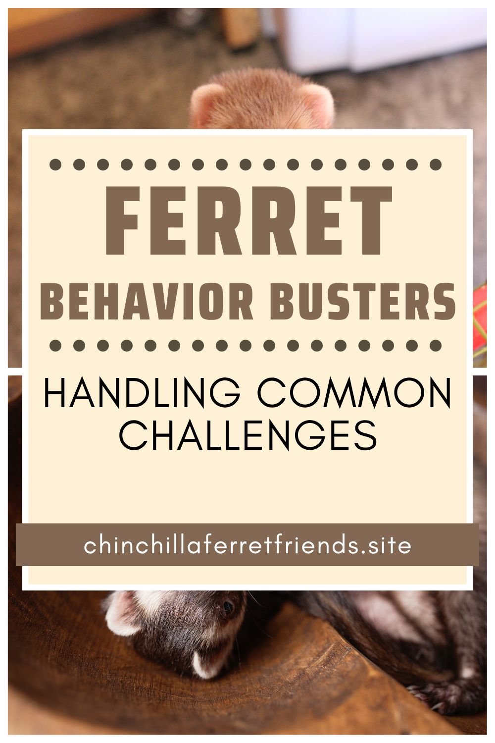 ferret behavior