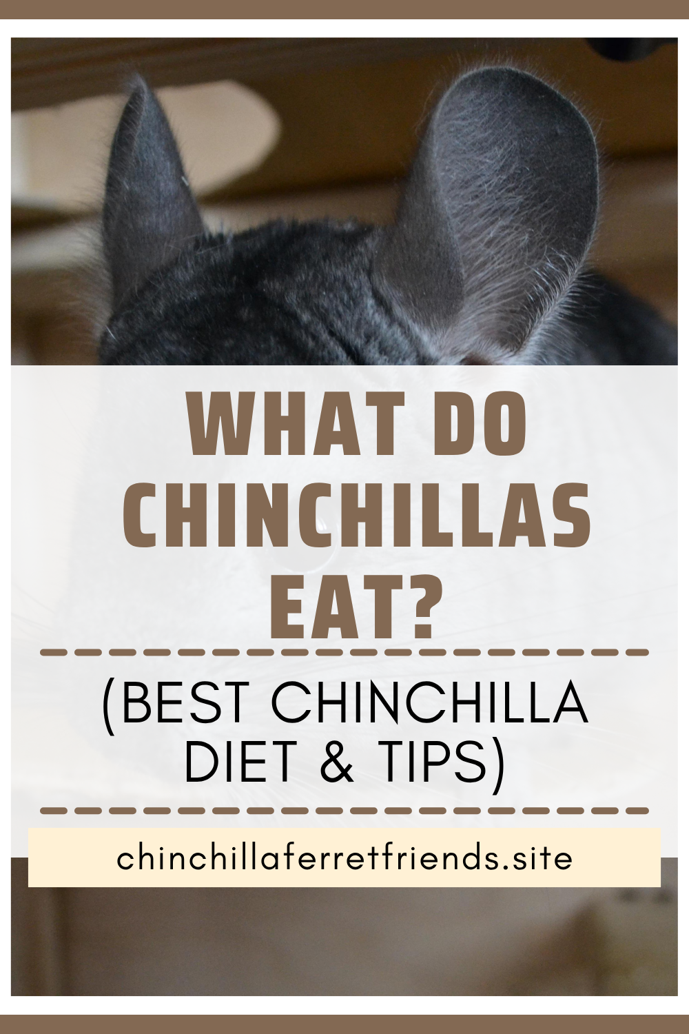 (Best Chinchilla Diet & Tips)