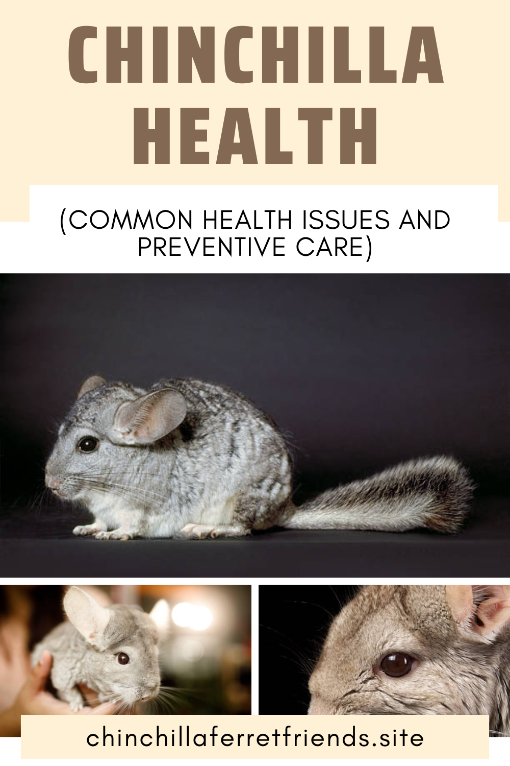 Chinchilla Health