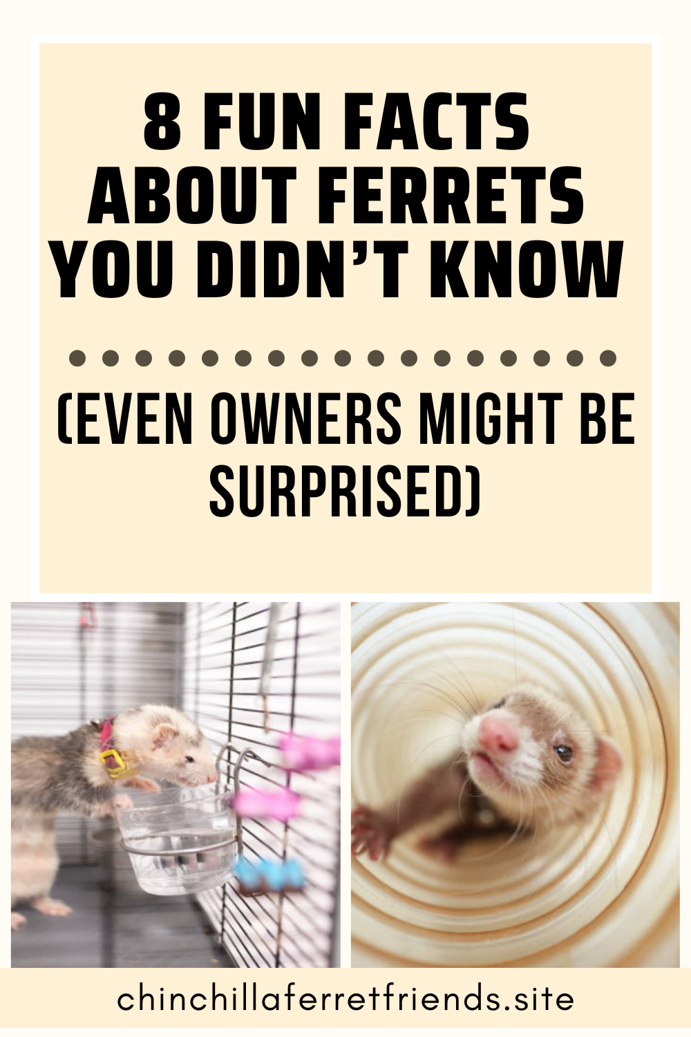 chin Ferret fun facts