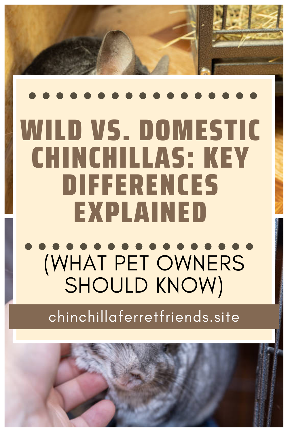 Wild vs. Domestic Chinchillas: Key Differences Explained