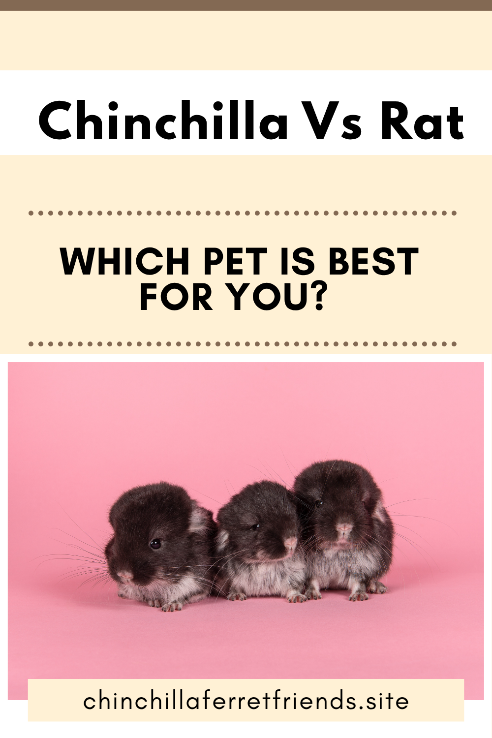 Chinchilla Vs Rat: Which Pet for You?