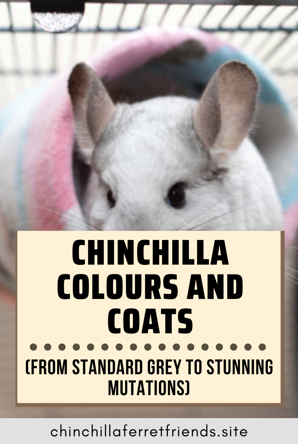 Chinchilla colours