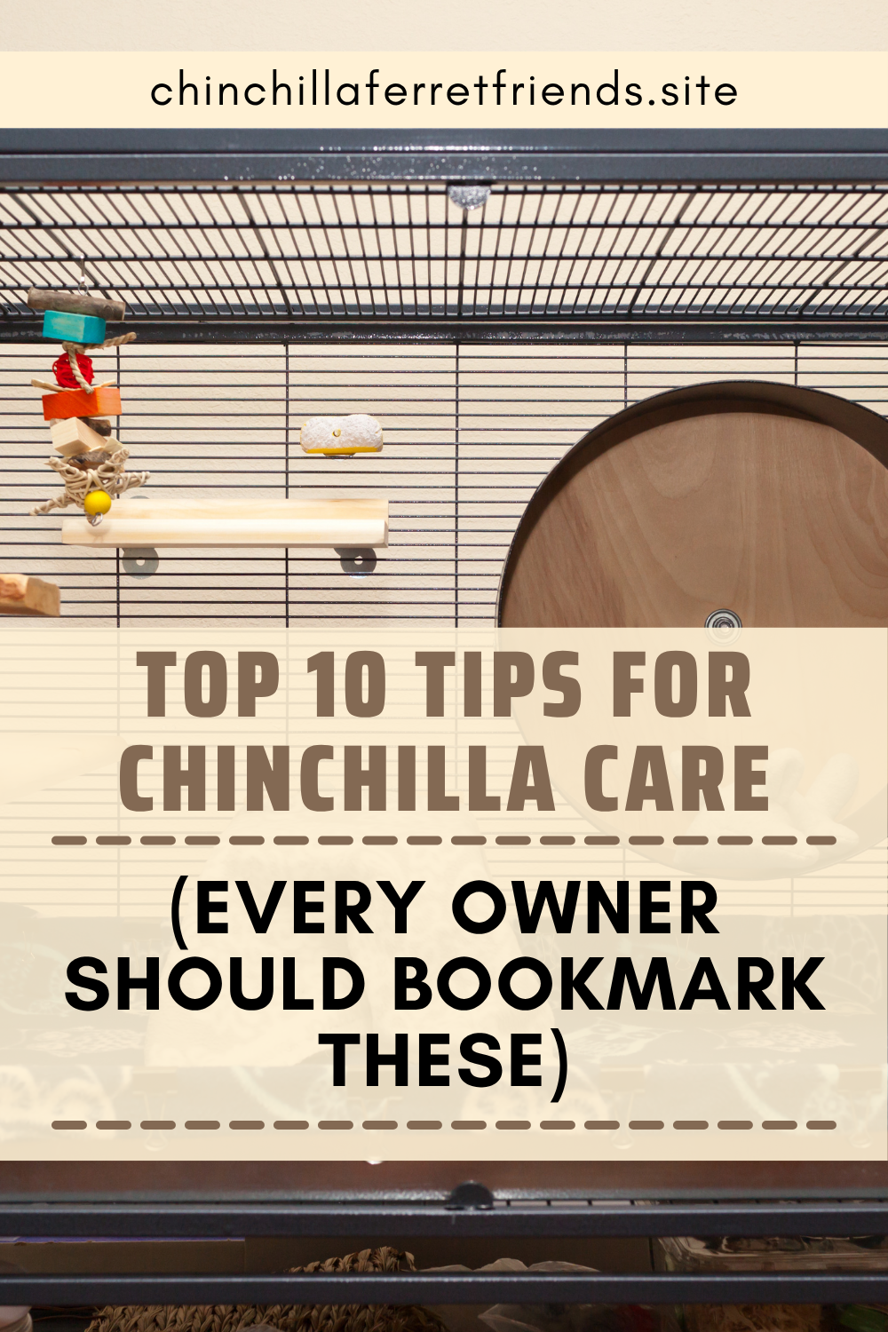 Chinchilla top ten care tips