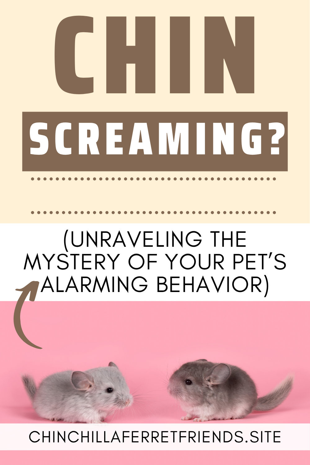Chinchillas screaming