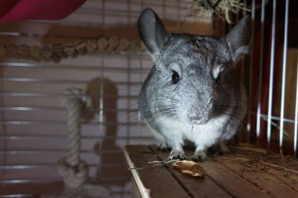 chinchilla habitat