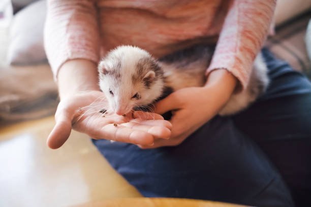 ferret Behavior