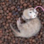 ferret types