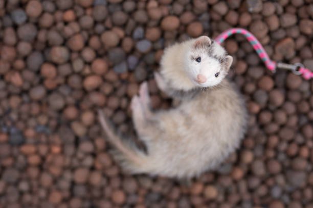 ferret types