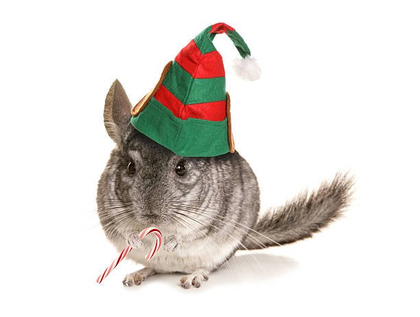 DIY Chinchilla Christmas Gifts