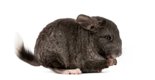 Why Is My Chinchilla Screaming? Unraveling the Mystery of Your Pet’s Alarming Behavior