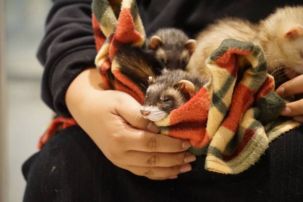 Traveling with Ferrets – Tips for Safe and Stress-Free Trips