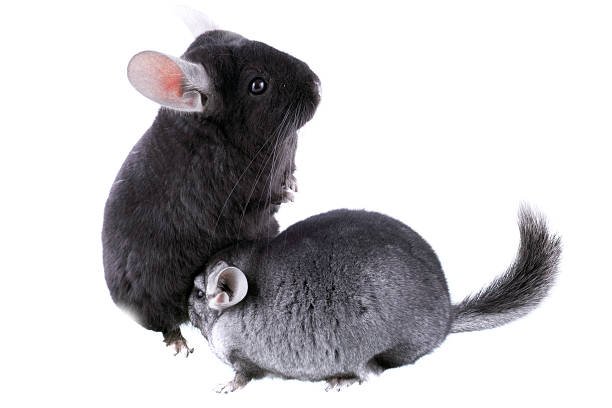 The Adorable Ritual: Do Chinchillas Groom Each Other?