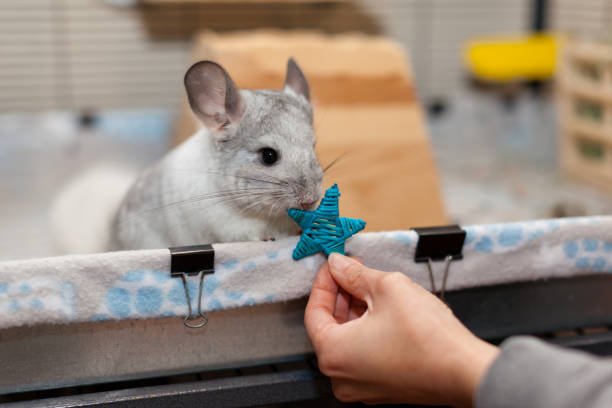 Best Chinchilla Bedding Choices