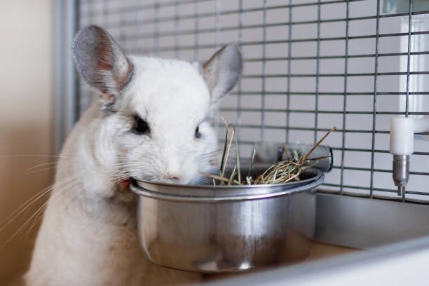 5 Best Chinchilla Hay Feeders to Keep Your Cage Clean