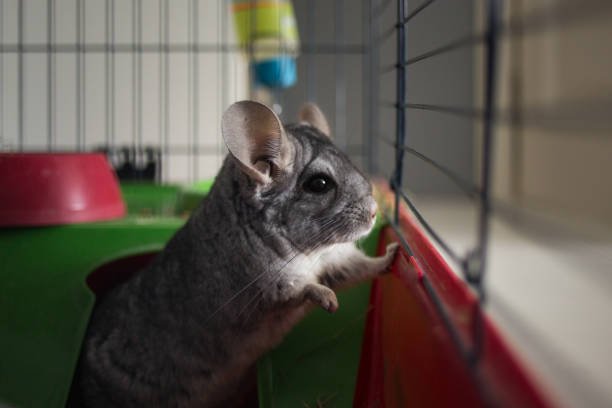 Best Chinchilla Playpen: Top 5 Picks for You
