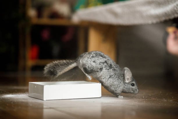 Top 5 Chinchilla Dust Baths for a Clean, Healthy, and Happy Pet