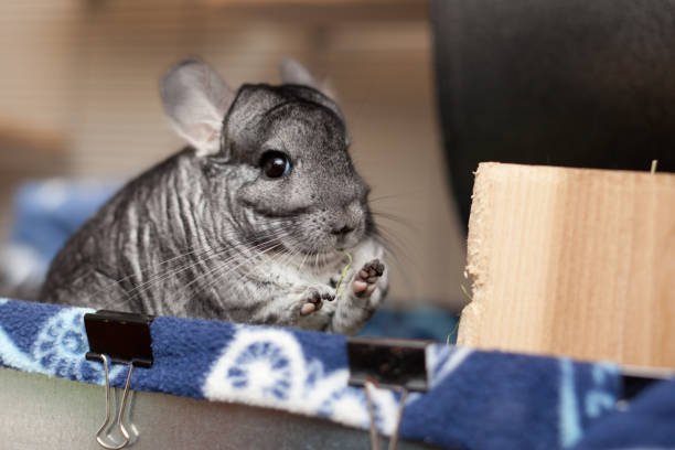 5 Best Chinchilla Cages for Safety and Play