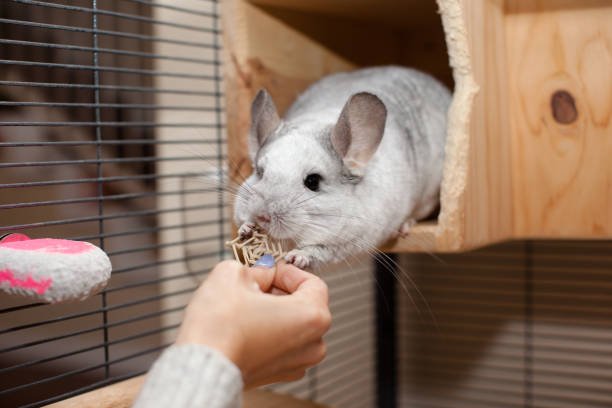 Chinchilla Constipation & Bloat (How to Spot It, Fix It, and Keep It From Coming Back)