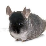 adult chinchilla in front of white background