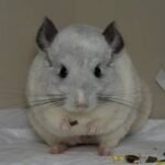 Chinchillas Poop  is made up of
