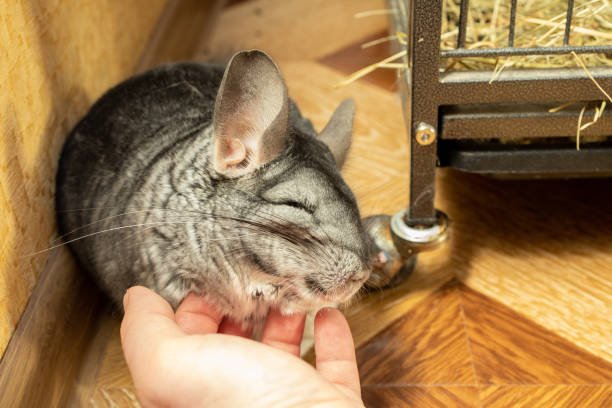Chinchilla Ear Problems: Infection or Fungus? Here’s What to Know