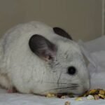 Chinchillas poop far more than most people expect