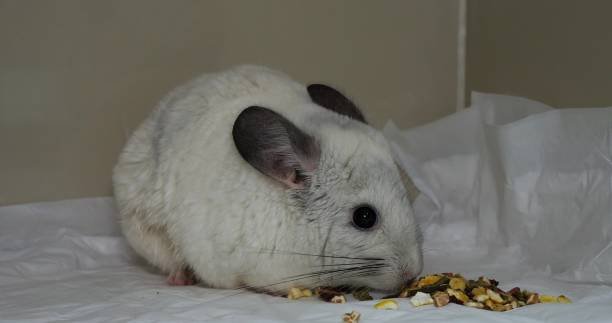 Do Chinchillas Poop a Lot? (Let’s Just Say… It’s Nonstop)