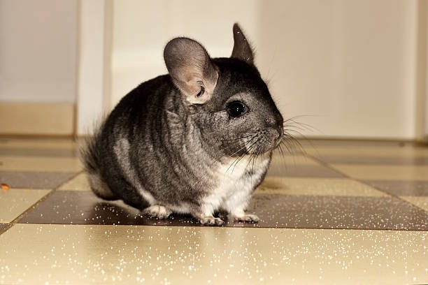 Yes, You Can Potty Train a Chinchilla — But Only If You Follow These Steps