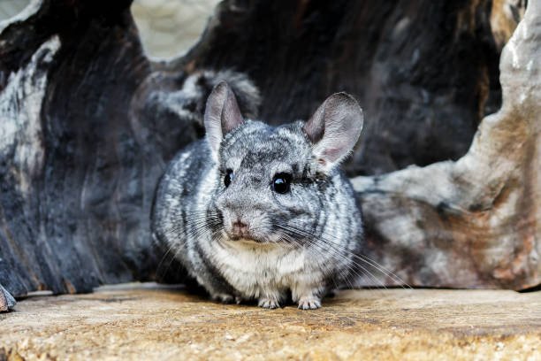 Wild vs. Domestic Chinchillas: Key Differences Explained