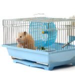 Best Carriers for Small Pets