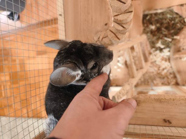 Best Chinchilla Bedding: Cozy, Comfortable & Safe Choices for Your Small Pet Home