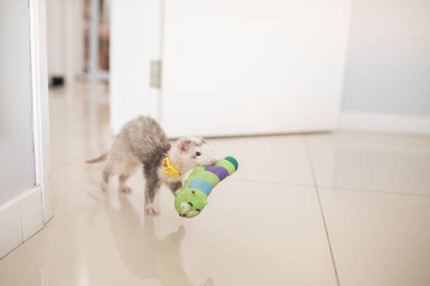 Best Ferret Toys: Fun, Safe, and Engaging Playthings for Your Cozy Ferret Home